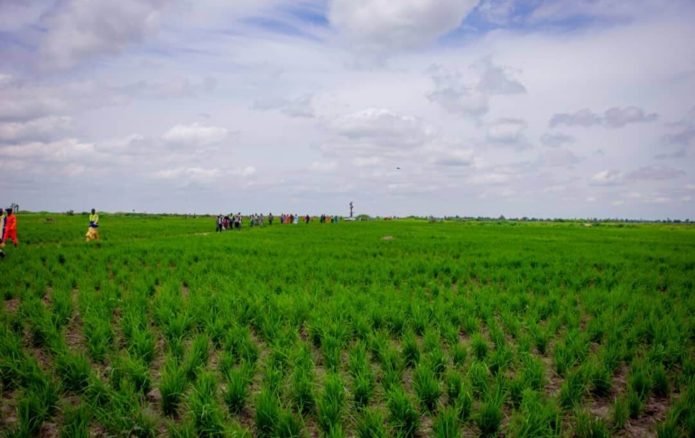 Learning visit by Liberian delegation under the Hon. Minister of Agriculture to Silvex farm estate in baranda, Jigawa State and Rice Mill in FCT to compare notes and transmit same strategies in the Republic of Liberia’s agricultural ecosystem